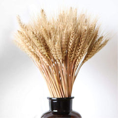 Dried Wheat Grass Natural Bunch 30 Stems