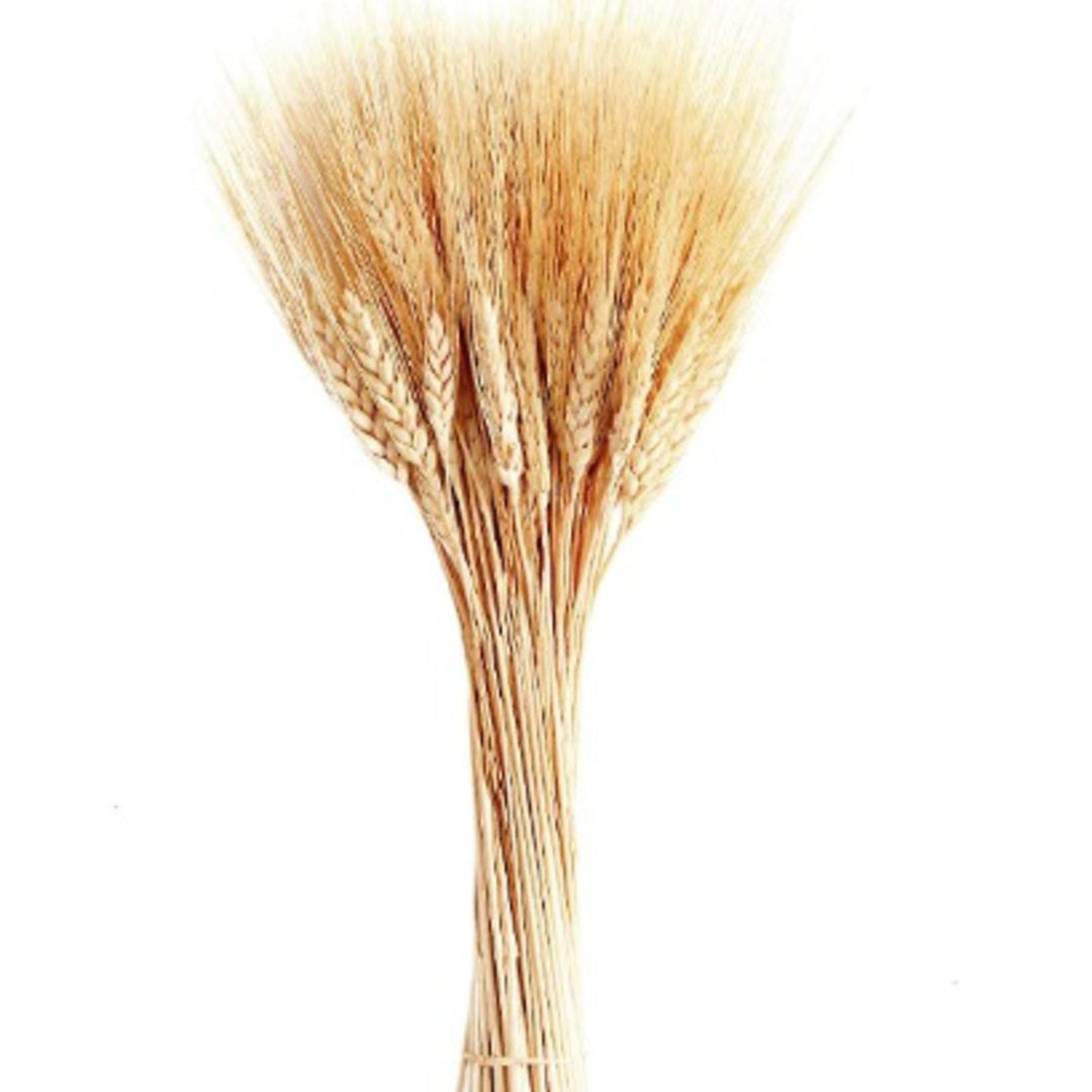 Dried Wheat Grass Natural Bunch 30 Stems