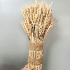 Dried Wheat Grass Natural Bunch 30 Stems