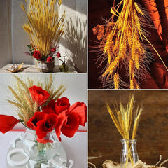 Dried Wheat Grass Natural Bunch 25 Stems Yellow color