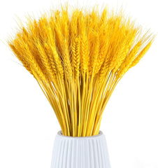 Dried Wheat Grass Natural Bunch 25 Stems Yellow color