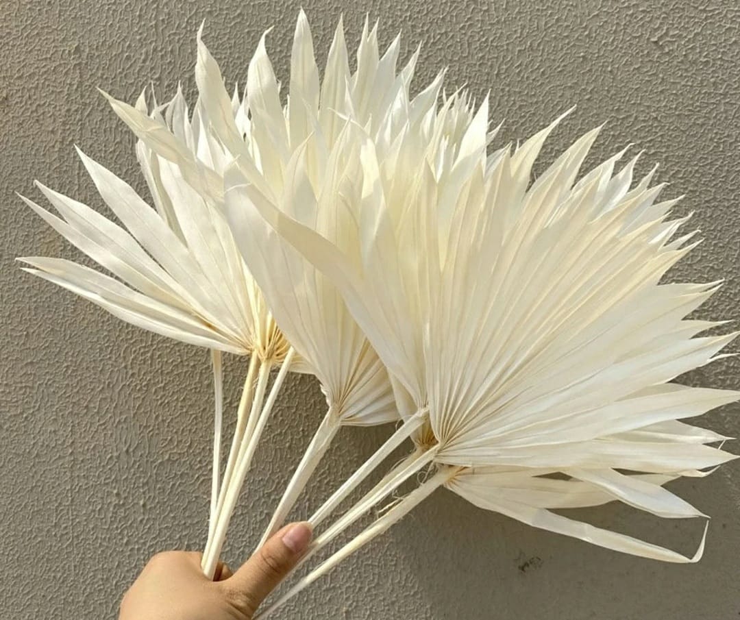 White Sun Palm 5 stems